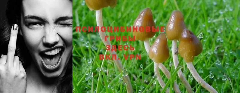 купить наркотик  blacksprut рабочий сайт  Псилоцибиновые грибы Psilocybe  Десногорск 